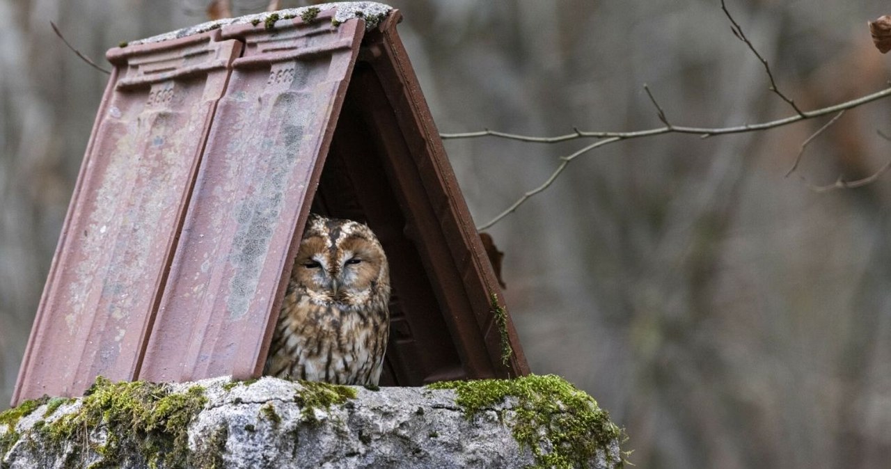 Puszczyk zwyczajny jest najpowszechniej występującym gatunkiem sowy w Europie /Franck Fouquet/Bios Photo /East News