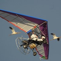 Władimir Putin na motolotni stał się przewodnikiem stada żurwi