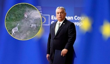 "Putinowska dacza" Orbana wywołała skandal. Na trawie pasły się zebry