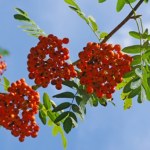 Pyszny i niezwykle zdrowy owoc. Ale musisz pamiętać o jednym 