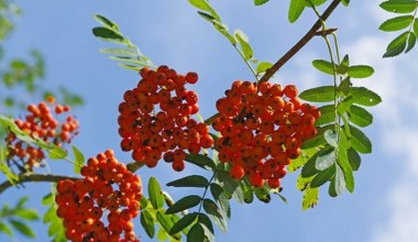 Pyszny i niezwykle zdrowy owoc. Ale musisz pamiętać o jednym 