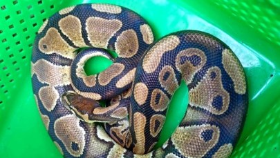 Pyton królewski na warszawskiej Białołęce. Nietypowe zgłoszenie 