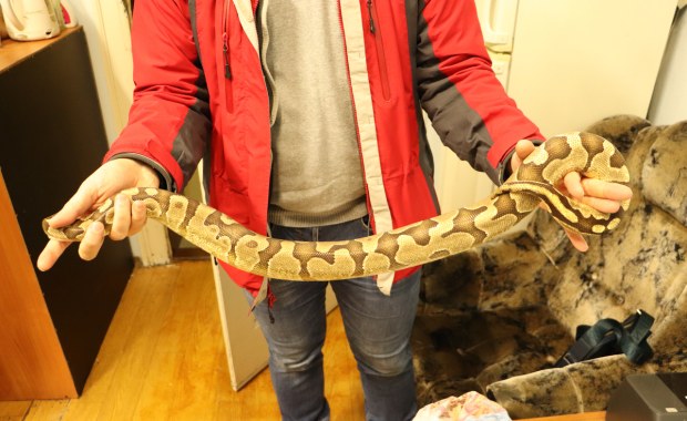 Pyton królewski w przesyłce w pociągu do Szczecina