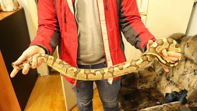 Pyton królewski w przesyłce w pociągu do Szczecina