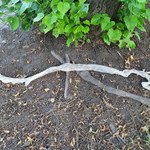 Pyton poszukiwany! W Katowicach znaleziono wylinkę węża