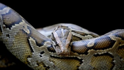 Pyton rekordzista schwytany na Florydzie 