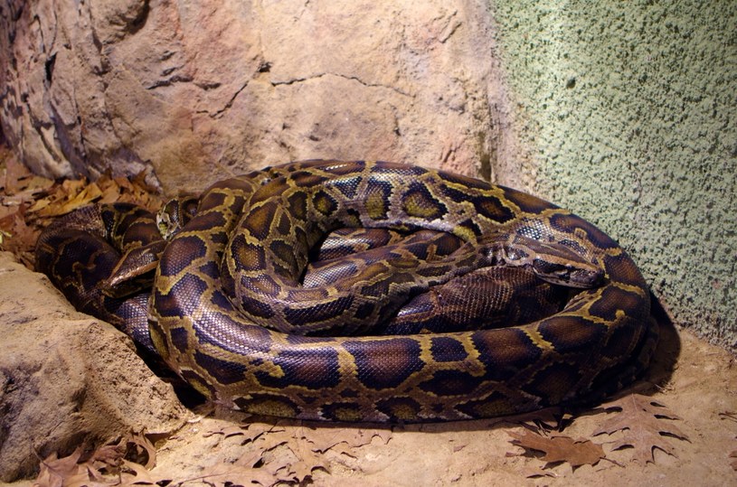 Pyton tygrysi jest jednym z największych gatunków tego węża na świecie /123RF/PICSEL