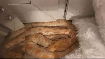 Pyton tygrysi w mieszkaniu w Oświęcimiu. Wymknął się przez okno 