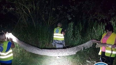 Pyton tygrysi w Warszawie? Mógł dopłynąć na fali kulminacyjnej