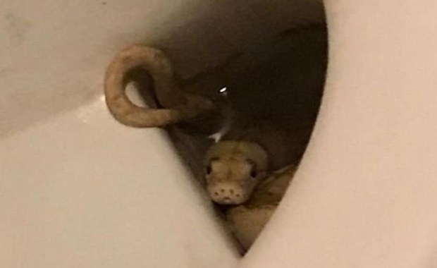 Pyton w toalecie. Ugryzł mężczyznę w genitalia