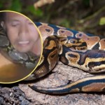 Pyton wciąga go pod wodę, potem owija się wokół jego szyi. Przerażające nagranie