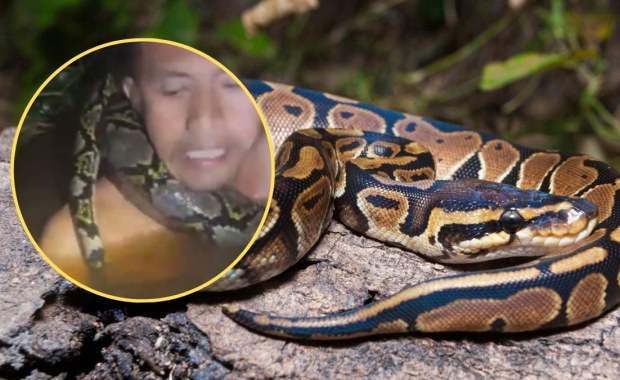 Pyton wciąga go pod wodę, potem owija się wokół jego szyi. Przerażające nagranie