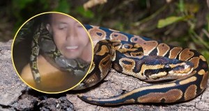 Pyton wciąga go pod wodę, potem owija się wokół jego szyi. Przerażające nagranie