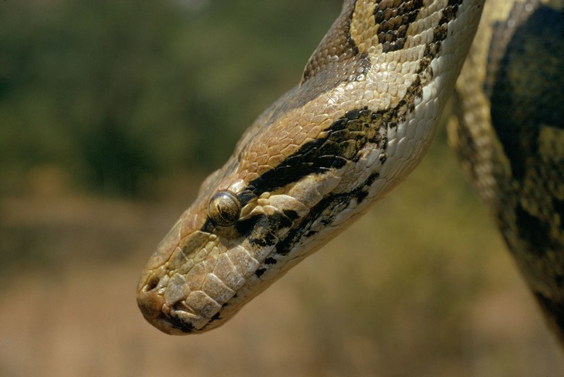 I serpenti stanno per finire nei nostri piatti / Jean-Paul Ferrero / ardea.com / Notizie dall'Oriente