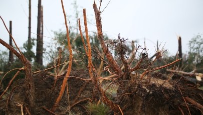 PZU wysyła mobilne biura do miejsc poszkodowanych przez burze. "Liczba szkód przekroczy 30 tys."