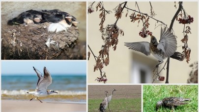 Quiz: Czy znasz się na ptakach?