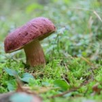 Quiz o grzybach. Sprawdź, czy jesteś wytrawnym grzybiarzem