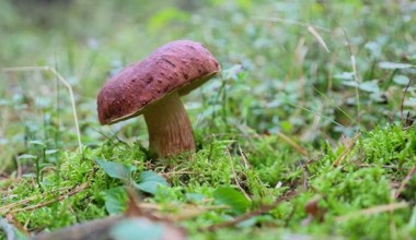 Quiz o grzybach. Sprawdź, czy jesteś wytrawnym grzybiarzem