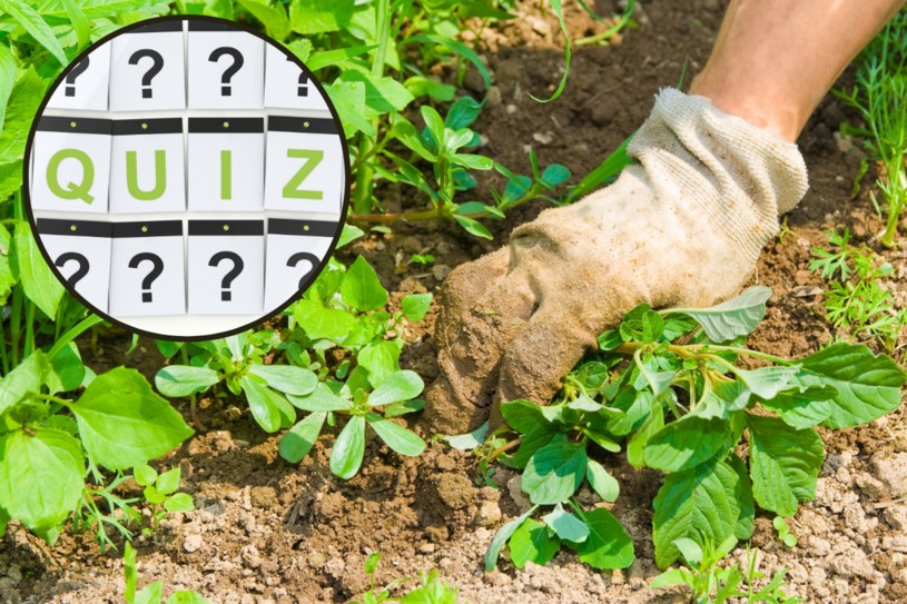 QUIZ: Tylko prawdziwy ogrodnik zdobędzie 13 punktów w naszym quizie. Rozpoznaj chwasty! /123RF/PICSEL /123RF/PICSEL