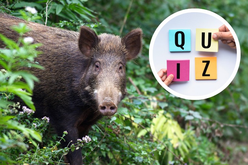 QUIZ: Wiedza o leśnych zwierzętach. Tylko prawdziwy ekspert zdobędzie 12 punktów