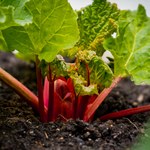 Rabarbar w ogrodzie: Kiedy i jak go sadzić?