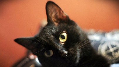 Rachunek bankowy dla psa i kota