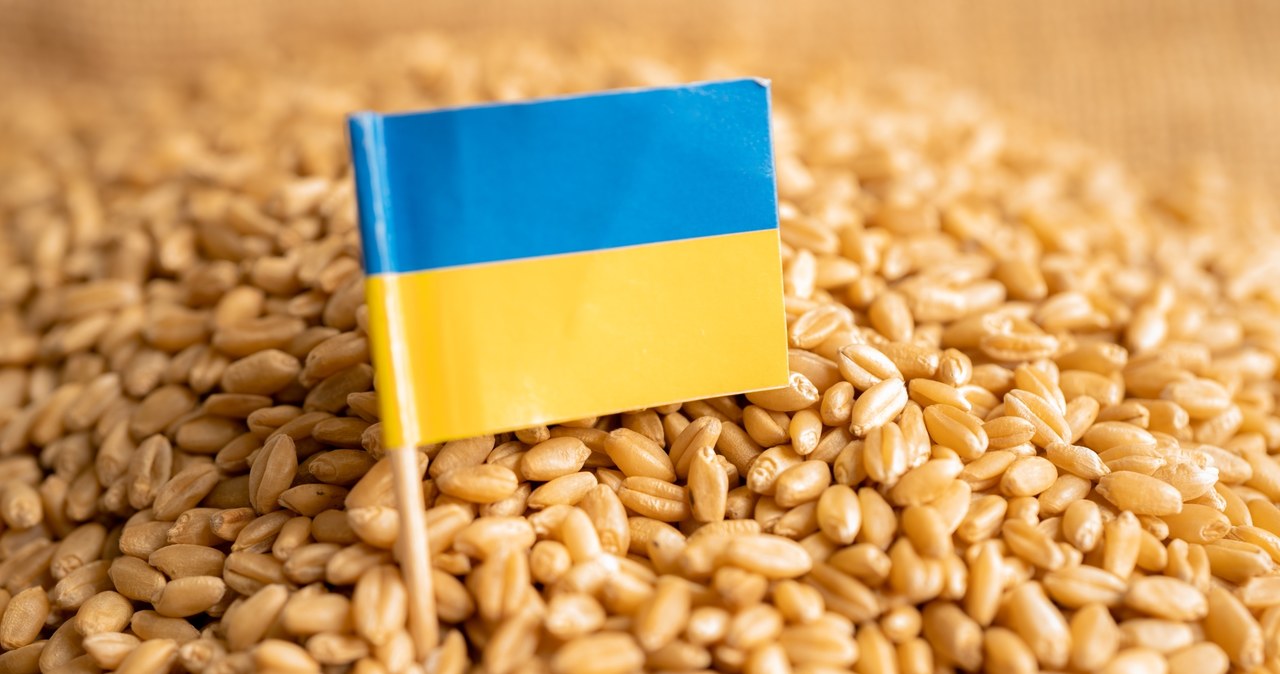 Rada Ministrów wzywa Komisję Europejską, aby przedłużyła zakaz importu zbóż z Ukrainy po 15 września br. /123RF/PICSEL