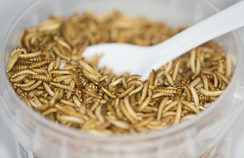 Rada UE uznaje larwy chrząszcza za jedzenie /Ton Koene / VWPics/UIG Diverse /East News