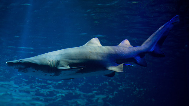 Rada UE wzmocniła zakaz odpłetwiania rekinów /Stefan Sauer    /PAP/EPA