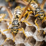 Radioaktywne gniazdo os odkryte na terenie dawnej bazy atomowej