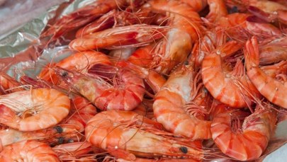 Radioaktywne krewetki. Pilny komunikat agencji żywności