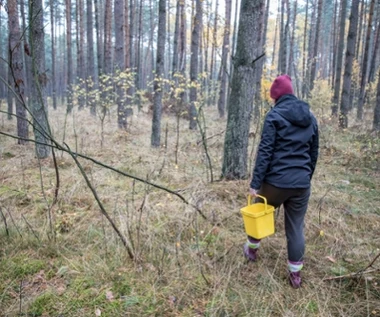 Radzą, gdzie szukać grzybów. Można uniknąć tragedii w lesie