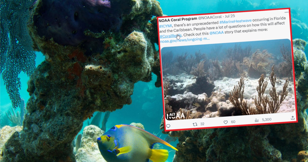 Rafa koralowa u wybrzeży Florydy nie radzi sobie z coraz wyższą temperaturą wody /123rf/NOAA Coral Program/Twitter /