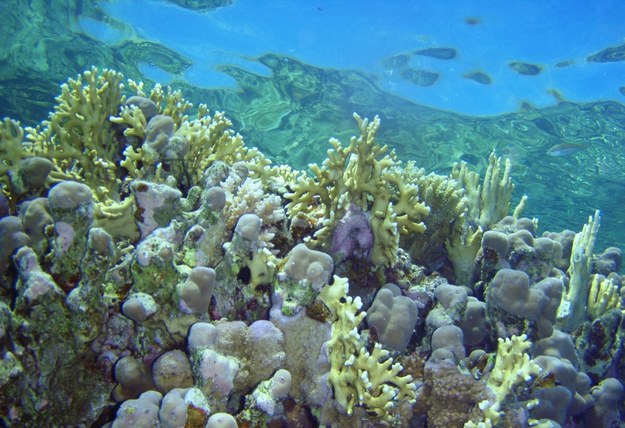 Rybacy mają uwalniać złowione korale i gąbki