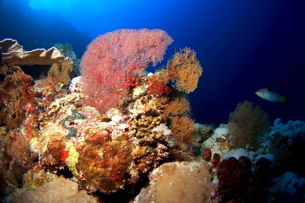 Rafa koralowa /Oliver Anlauf    /PAP/EPA
