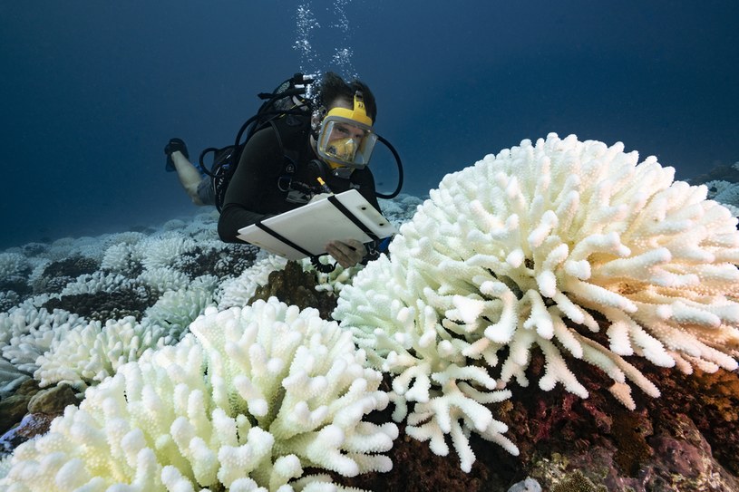 Rafy koralowe blakną przez zmiany klimatu. Pomóc może inżynieria genetyczna / Alexis Rosenfeld / Contributor /Getty Images