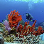 Rafy koralowe na Karaibach są zagrożone. Przyczyna to zmiany klimatyczne