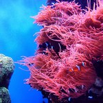Rafy koralowe w niebezpieczeństwie. Koralowce już się nie regenerują 