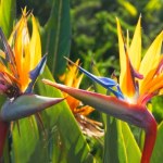 Rajski ptak zatrzyma lato w twoim domu. Strelicja królewska może kwitnąć już od września