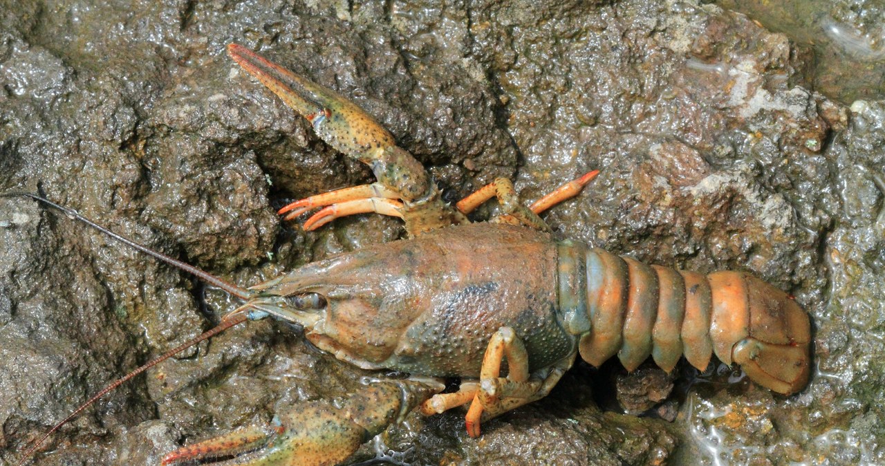 Rak błotny /Jean-Francois Noblet / Biosphoto /East News