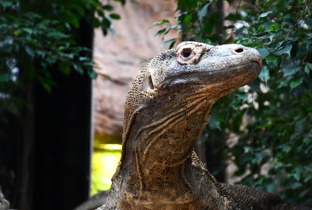 Rakastan - 12-letni waran z Komodo /Poznańskie zoo /Materiały prasowe