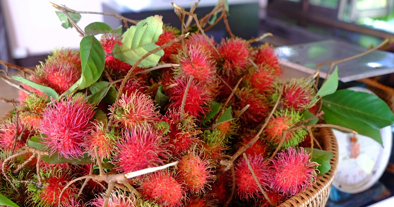 Rambutan to owoc, który przyciąga już samym wyglądem. A jak jego spożywanie wpływa na organizm? Sprawdzamy /123RF/PICSEL