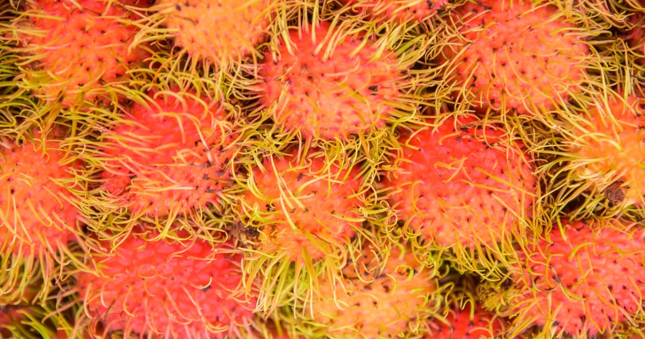 Rambutan zawiera dużą ilość białka | Fot. chanyanuchwannasinlapin /123RF/PICSEL