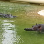 Randka hipopotamów w Warszawie - bez agresji i czułości