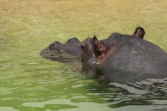 Randka hipopotamów w Warszawie - bez agresji i seksu
