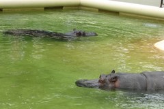 Randka hipopotamów w Warszawie - bez agresji i seksu