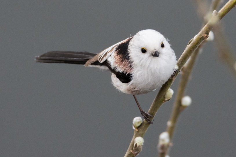 Raniuszek to uroczy ptak, który występuje w Polsce. Jak go dokarmiać, by przetrwał zimę? /Pixel