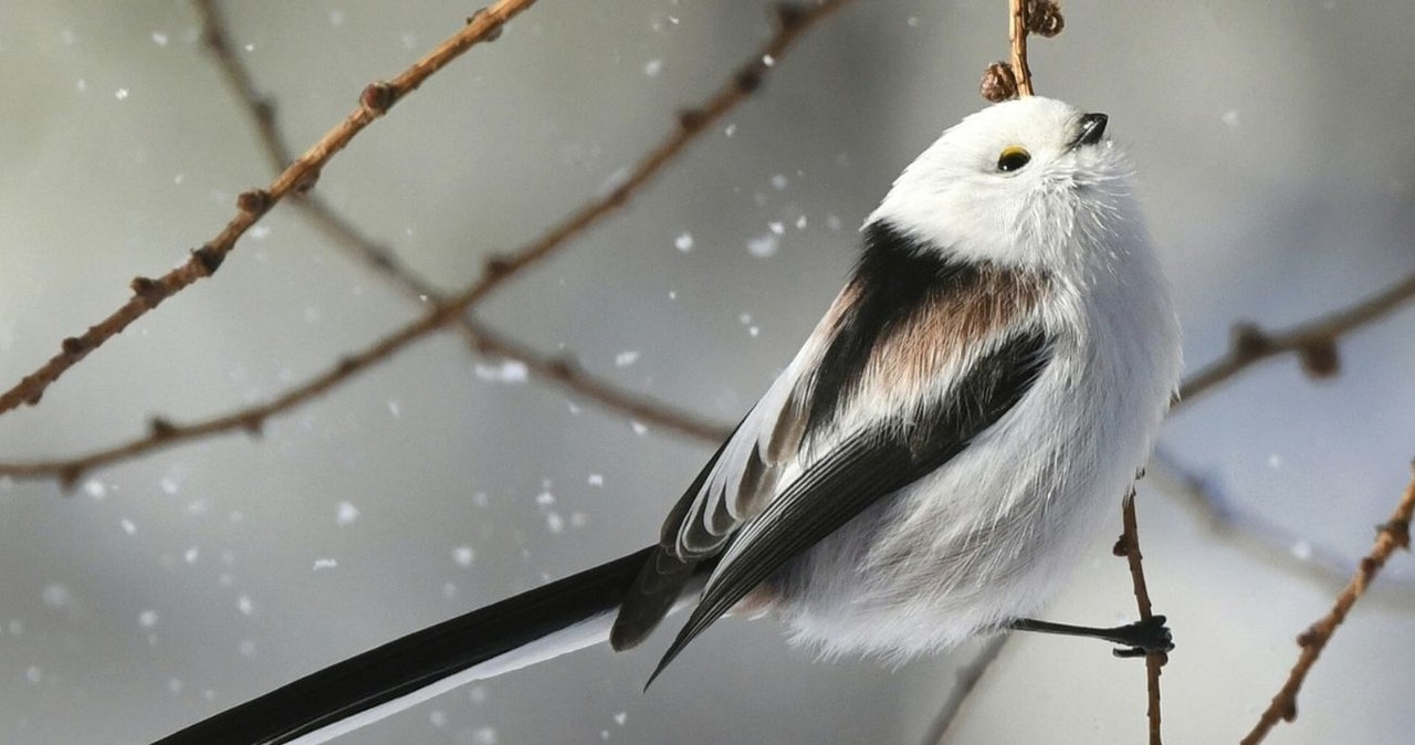 Raniuszek został wybrany Ptakiem Roku 2025 /Taketo Oishi/Associated Press /East News