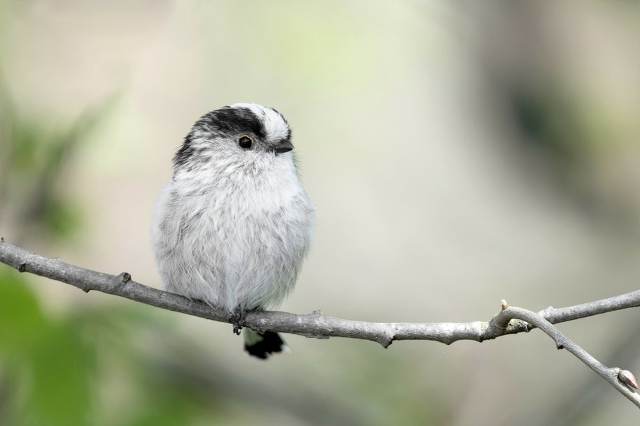 Raniuszek zwyczajny – Ptak Roku 2025! Poznaj najbardziej uroczego ptasiego zwycięzcę Polski /Science Photo Library /East News