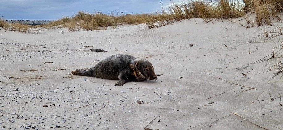 Ranna foka na plaży /Gorąca Linia /